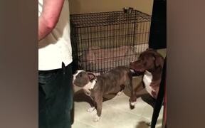 The Funniest Pitbull Fails