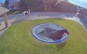 Hilarious and Cute Animal Fails