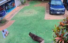 Hilarious and Cute Animal Fails