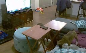 Hilarious and Cute Animal Fails