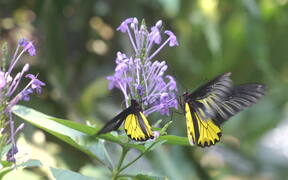Close Up of Butterfly on Blooming Petal Flower
