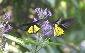 Close Up of Butterfly on Blooming Petal Flower