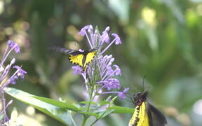 Close Up of Butterfly on Blooming Petal Flower