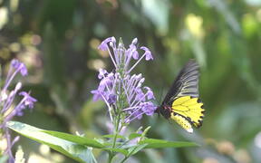 Close Up of Butterfly on Blooming Petal Flower