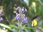 Close Up of Butterfly on Blooming Petal Flower