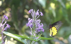 Close Up of Butterfly on Blooming Petal Flower