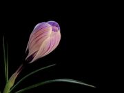 Flower Video