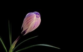 Flower Video