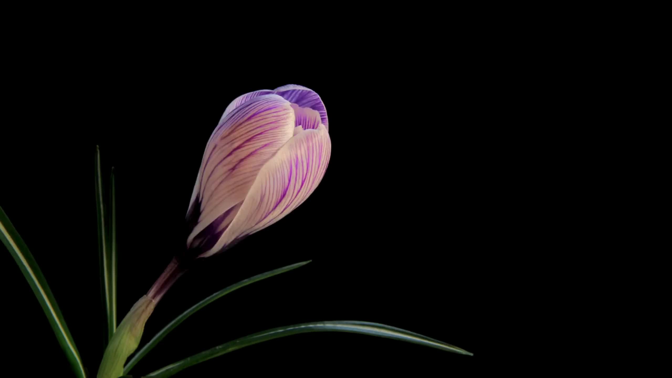 Flower Video