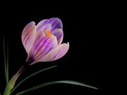 Flower Video
