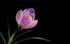 Flower Video