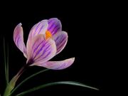 Flower Video