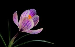 Flower Video