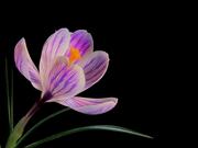 Flower Video