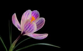 Flower Video
