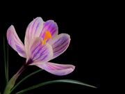 Flower Video