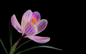 Flower Video