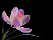 Flower Video