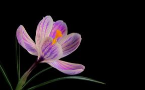 Flower Video