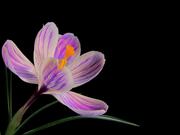 Flower Video