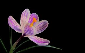 Flower Video