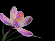 Flower Video
