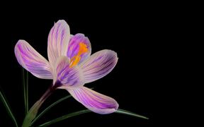 Flower Video