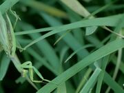 Praying Mantis