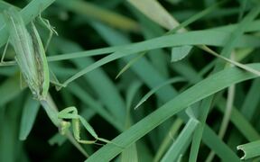 Praying Mantis