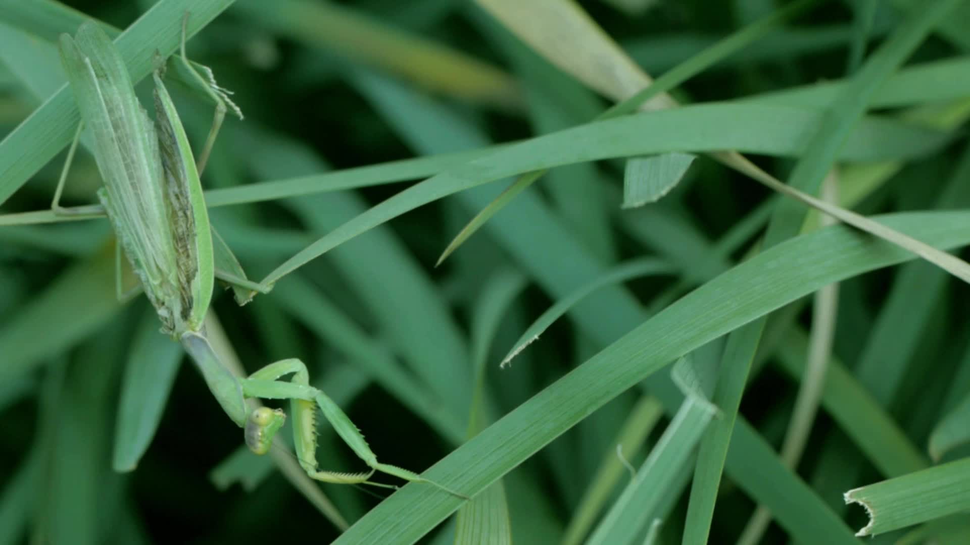 Praying Mantis