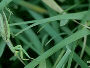 Praying Mantis