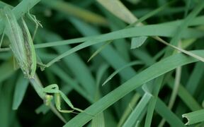Praying Mantis