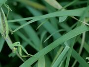 Praying Mantis