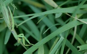 Praying Mantis