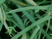 Praying Mantis