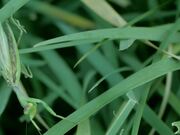 Praying Mantis