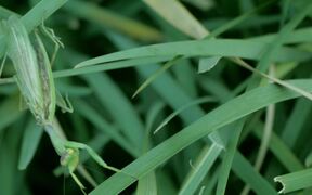 Praying Mantis
