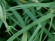Praying Mantis