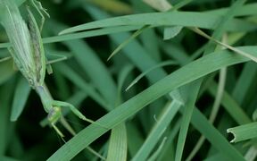 Praying Mantis