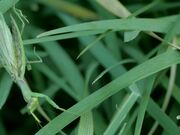 Praying Mantis
