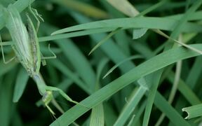 Praying Mantis