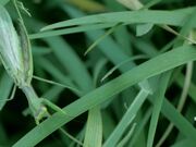 Praying Mantis