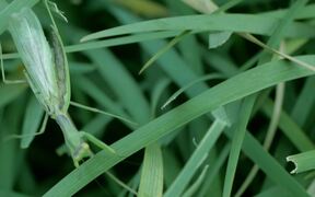 Praying Mantis