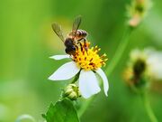 Video for Nature Background