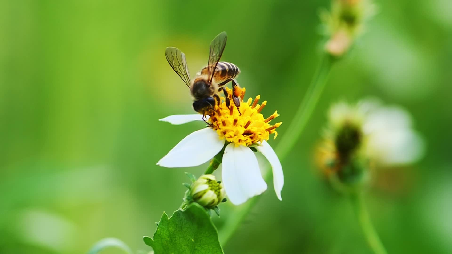 Video for Nature Background
