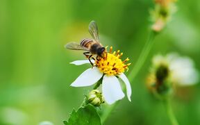 Video for Nature Background