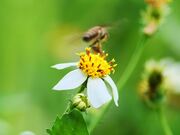 Video for Nature Background