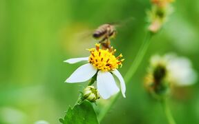 Video for Nature Background