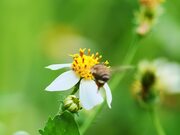 Video for Nature Background