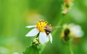 Video for Nature Background